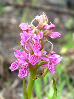 Surrey Orchid